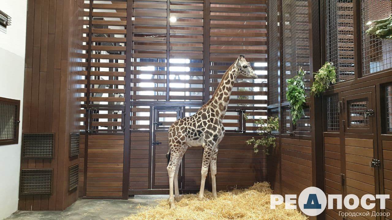 Жирафа, любящего музыку, привезли в Харьков из Одесского биопарка